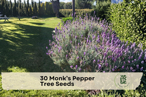 40 Pearly Everlasting Seeds for Ornamental Shrub or Small Tree - Purple Flowers, Vitex agnus-castus