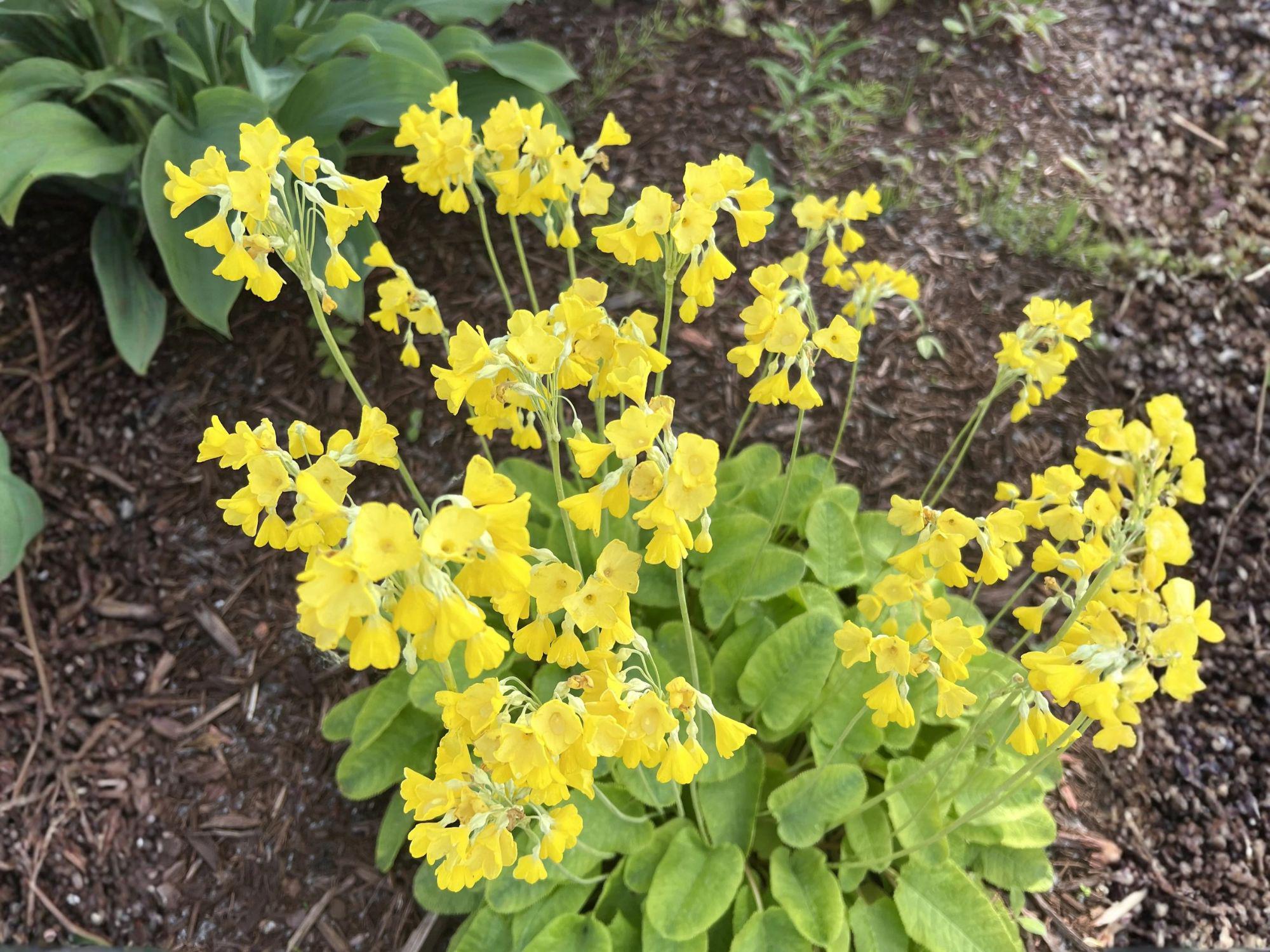 Evening Primrose Seeds – Oenothera Lamarckiana Flower, 200 Seeds, Yellow Bloom, Garden & Natural Planting