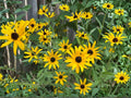 Black-Eyed Susan Seeds | Rudbeckia Hirta Flower Pack | Bright Yellow Daisy-Like Flowers for Gardens & Natural Landscapes