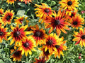 Gloriosa Daisy Seeds, Rudbeckia hirta ‘Gloriosa’, 250 Seeds, Bright Yellow, Orange, Red Flowers for Garden Beds & Borders