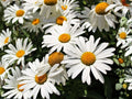 Shasta Daisy Seeds – White Flower Perennial Garden Plant – Chrysanthemum Maximum, Leucanthemum × superbum, 100 Seeds