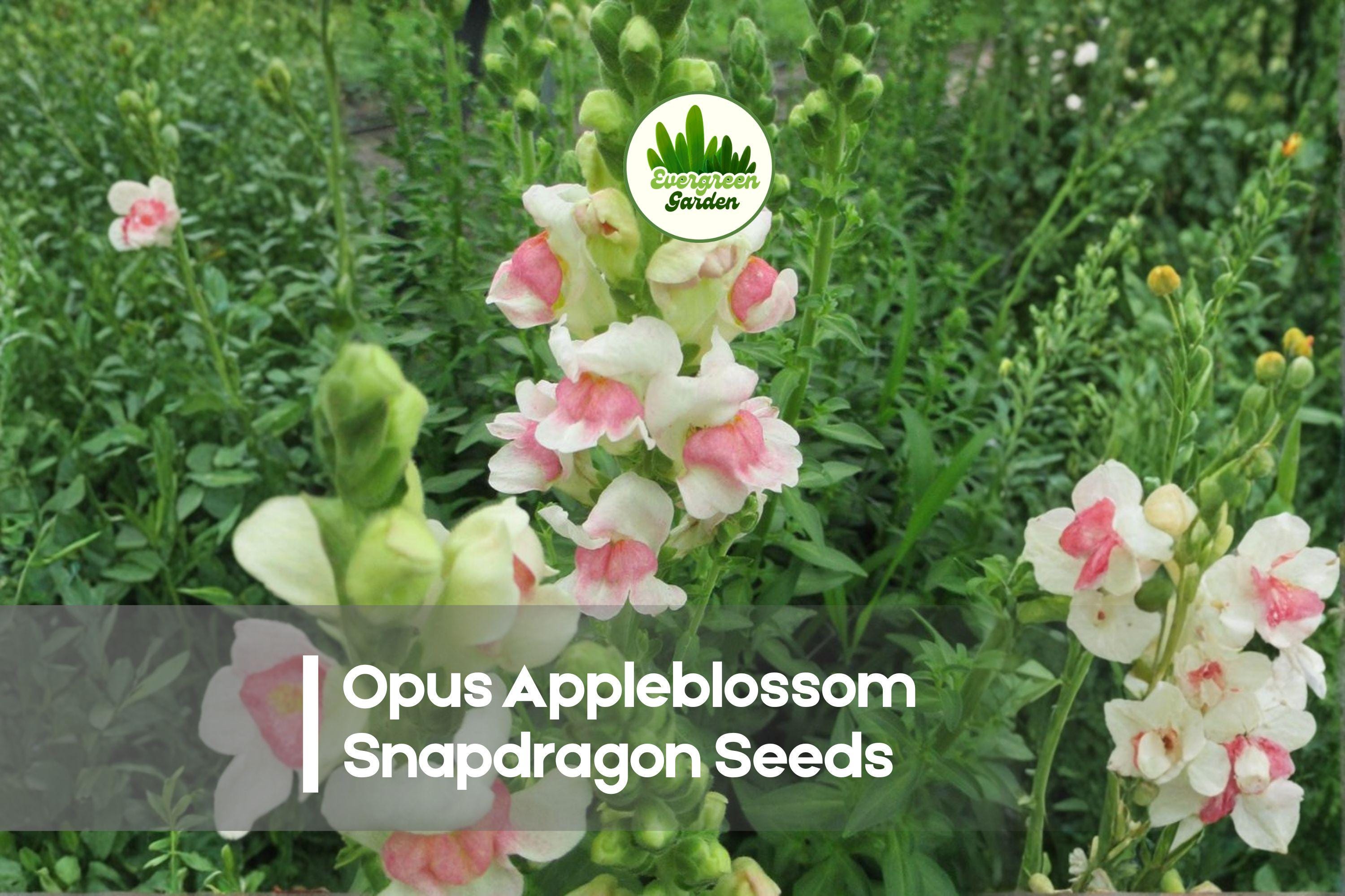 1000 Opus Appleblossom Snapdragon Seeds | Pink & White Bicolor Annual Flowers | Antirrhinum majus