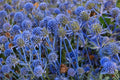 Blue Star Sea Holly Seeds – Eryngium planum, Ornamental Perennial with Blue Spiky Flowers for Garden Borders & Dried Arrangements