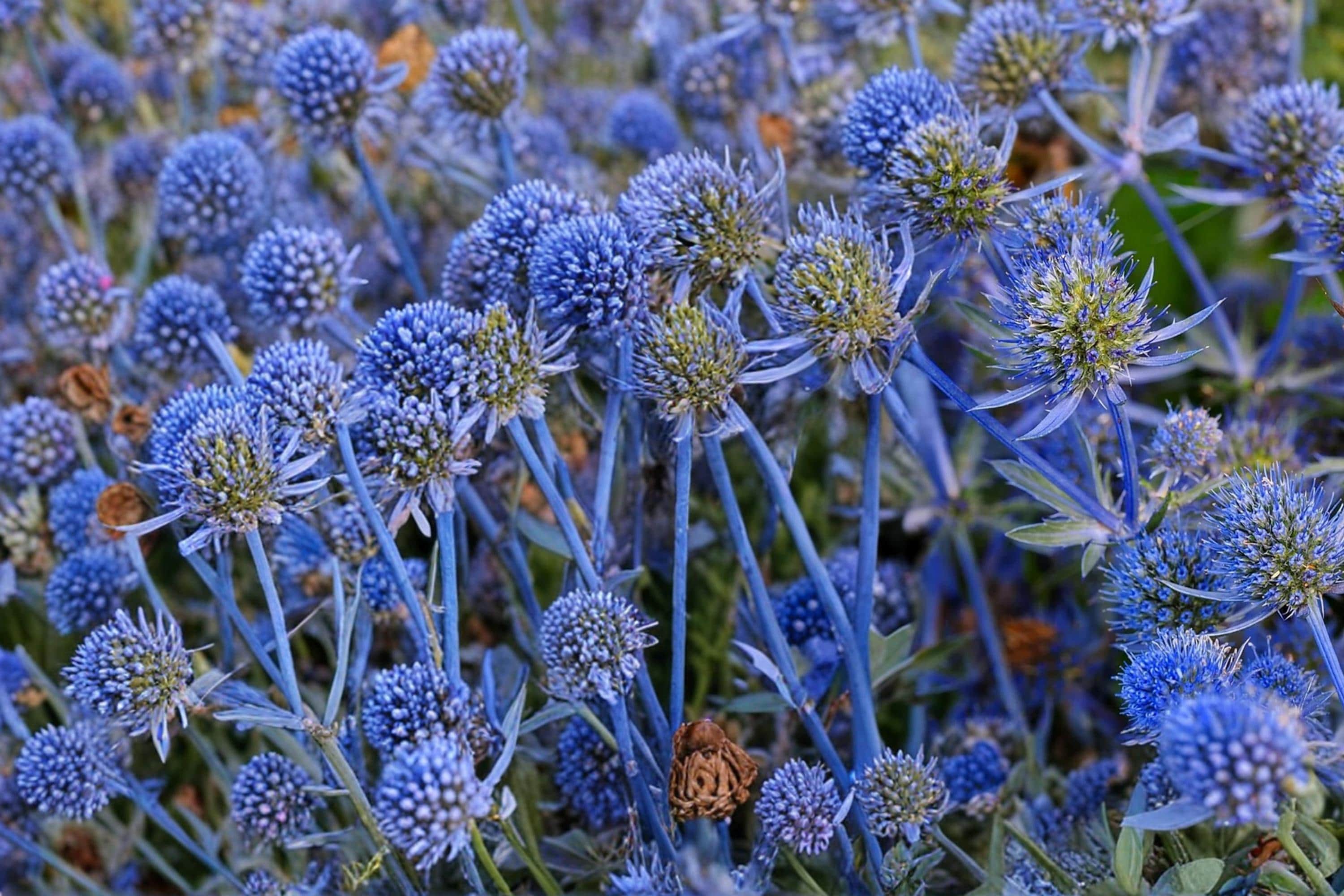 Blue Star Sea Holly Seeds – Eryngium planum, Ornamental Perennial with Blue Spiky Flowers for Garden Borders & Dried Arrangements