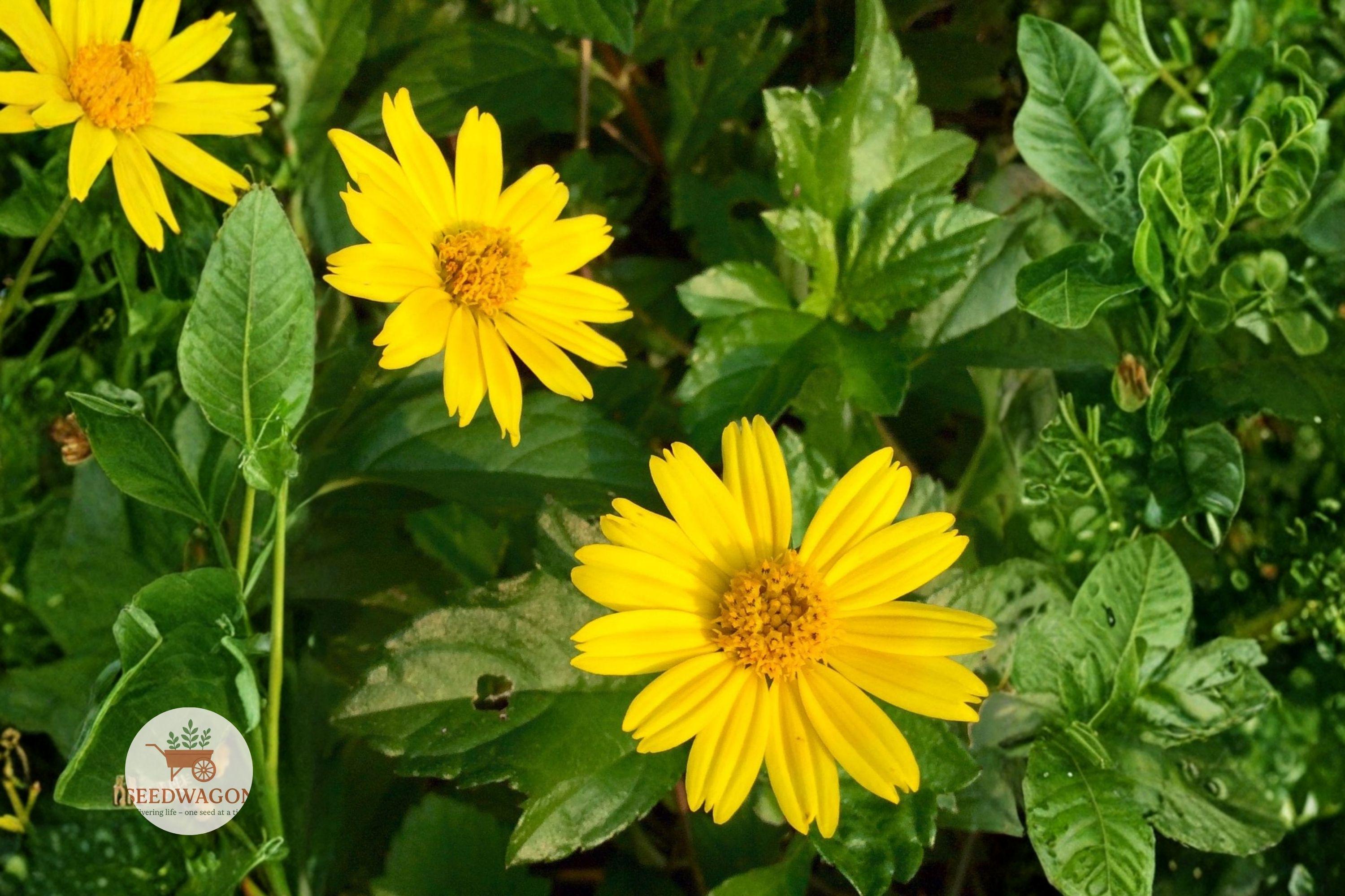 Yellowray Goldfields Seeds – Native Lasthenia glabrata Wildflower, Bright Golden Yellow, Pollinator Plant, 100 Seeds