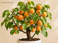 Apricot Tree Starter Plant – Edible Fruit Bearing Prunus armeniaca, 3–6 Inch Bare Root Fruit Tree for Garden or Orchard