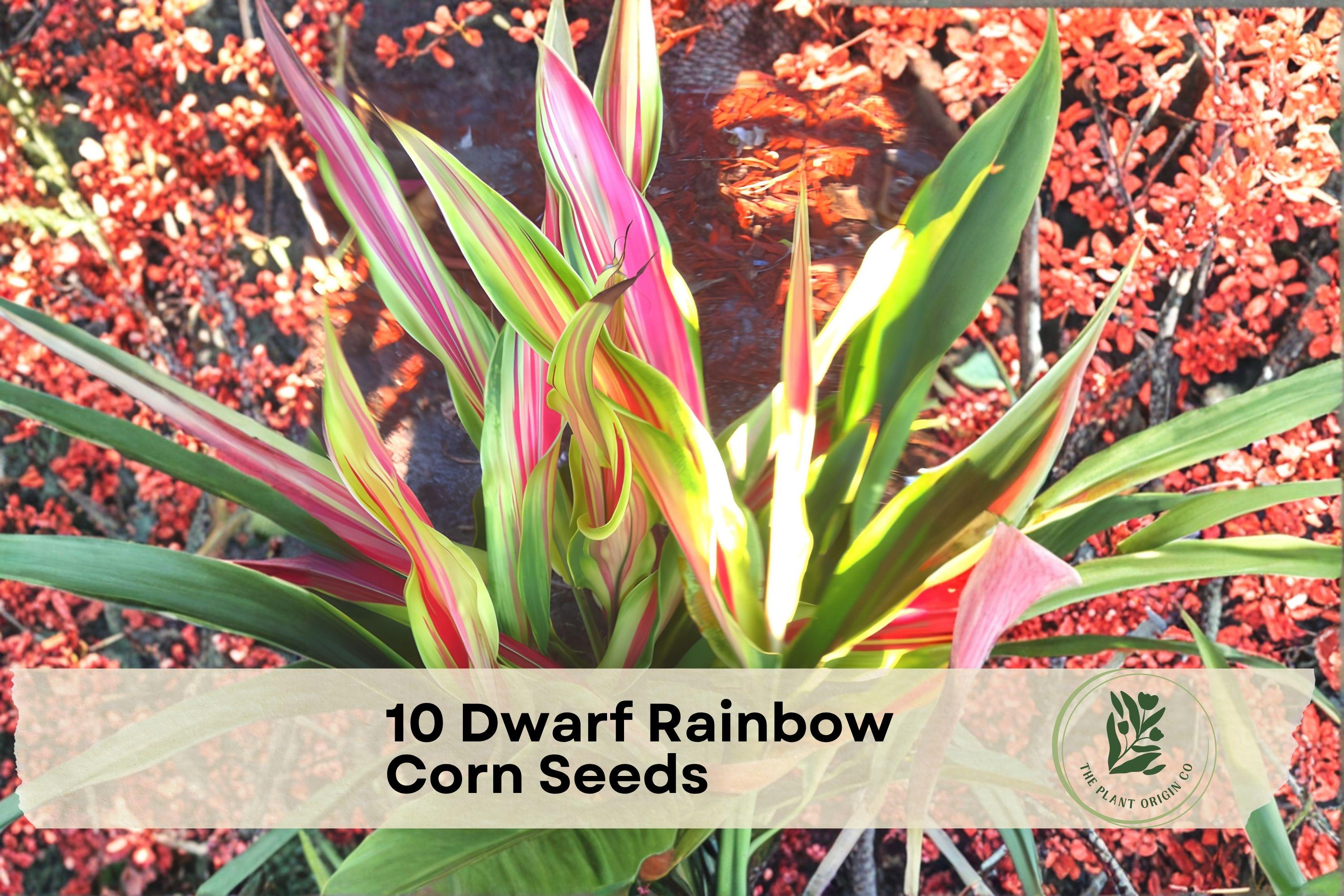Dwarf Rainbow Corn Seeds - Variegated Zea mays, Colorful Striped Foliage, Ornamental & Edible Crop, Compact Growth, 10 Seeds