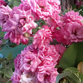 French Rose Cuttings – 4 Unrooted Climbing Rose Vines for Garden Fences & Trellises – Rosa gallica