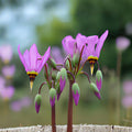 Midland Shooting Star Seeds – Dodecatheon meadia Native Perennial Wildflower, Spring Bloom, Pink Lavender White, 100 Seeds