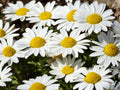 Creeping Daisy Flower Seeds | Chrysanthemum paludosum | White with Yellow Center | Low-Growing Annual Plant for Borders & Containers