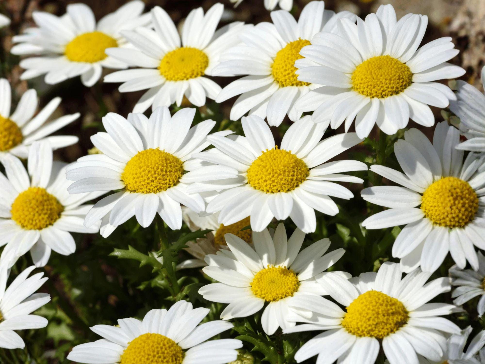 Creeping Daisy Flower Seeds | Chrysanthemum paludosum | White with Yellow Center | Low-Growing Annual Plant for Borders & Containers
