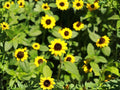 Creeping Zinnia Flower Seeds | Sanvitalia Procumbens | Trailing Groundcover Plant | Bright Yellow Daisy-Like Blooms | 100 Seeds
