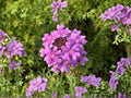 Moss Verbena Flower Seeds | Verbena tenuisecta | Purple Violet Groundcover & Border Plant | 100 Seeds