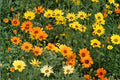 African Daisy Seeds 50 Orange Bright Wildflower Annual Dimorphotheca sinuata