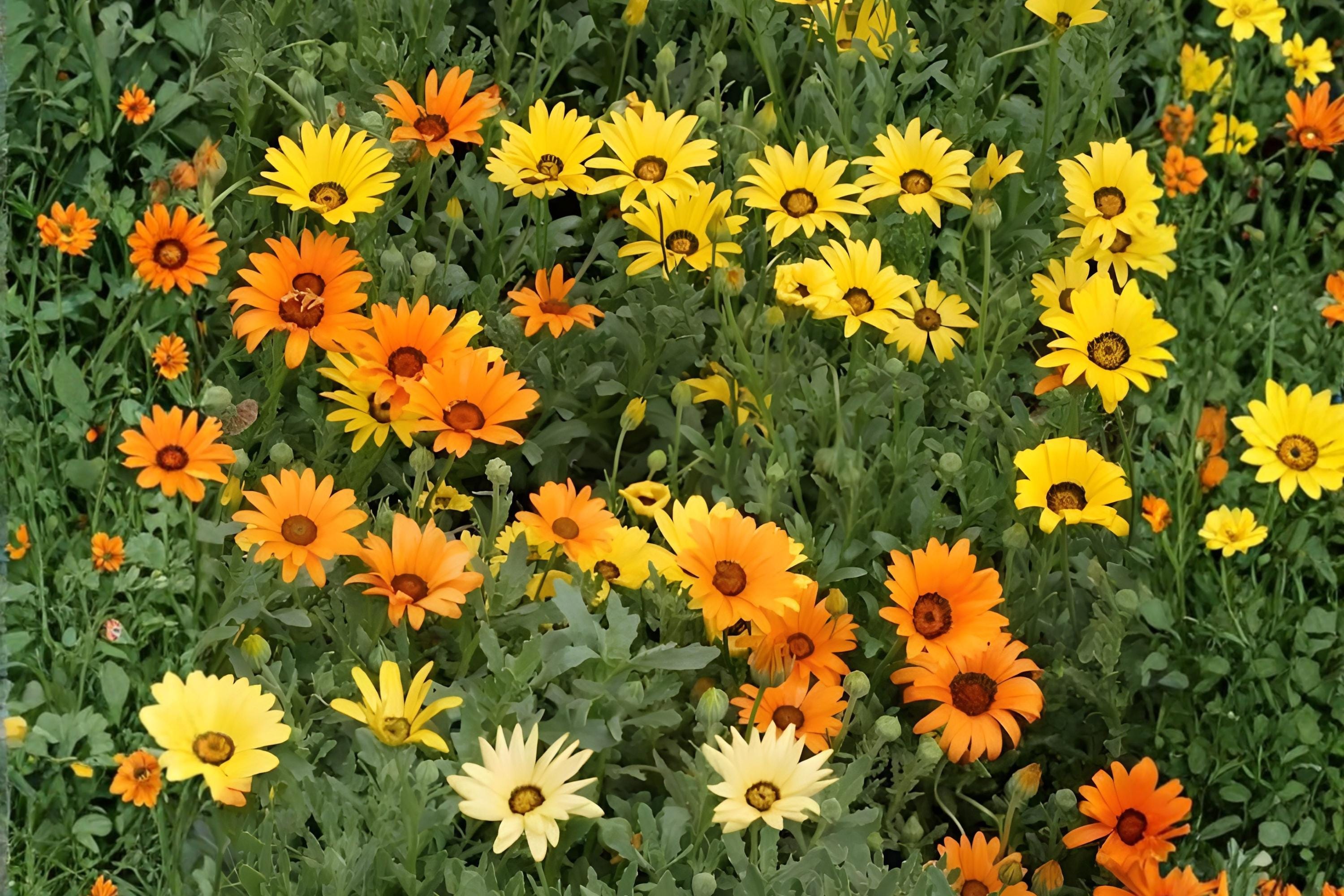 African Daisy Seeds 50 Orange Bright Wildflower Annual Dimorphotheca sinuata