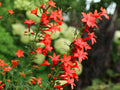 Standing Cypress Flower Seeds | Ipomopsis rubra | Bright Red Tubular Blooms | Garden, Wildflower Planting | 100 Seeds