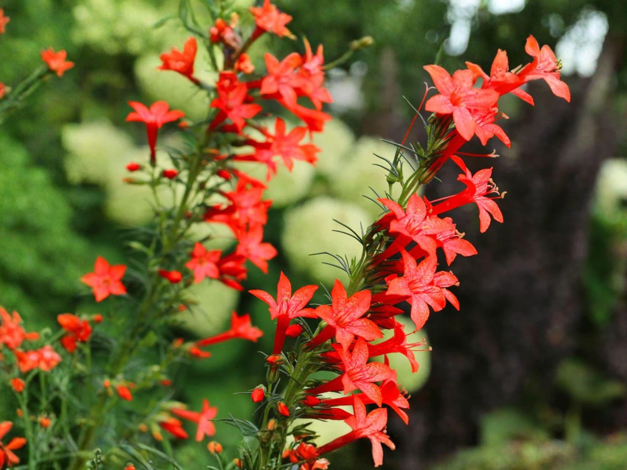 Standing Cypress Flower Seeds | Ipomopsis rubra | Bright Red Tubular Blooms | Garden, Wildflower Planting | 100 Seeds