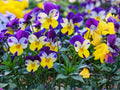 Johnny Jump Up Flower Seeds | Viola Tricolor | Multicolor Blooms for Gardens, Borders & Containers | Approx. 100 Seeds