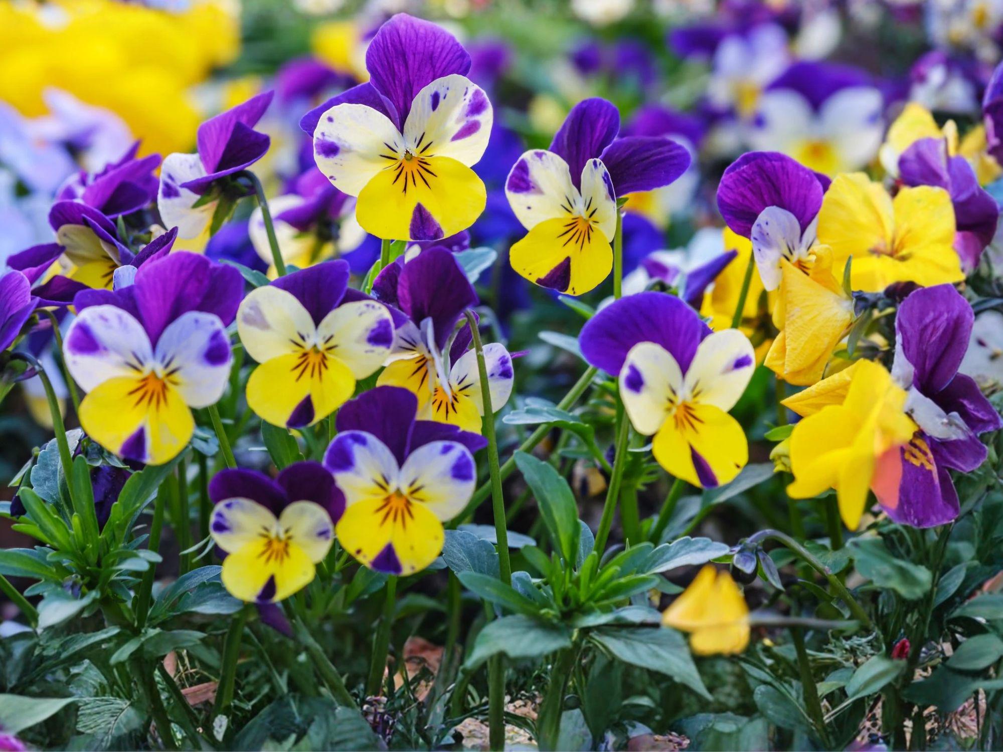 Johnny Jump Up Flower Seeds | Viola Tricolor | Multicolor Blooms for Gardens, Borders & Containers | Approx. 100 Seeds