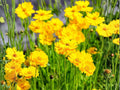 Dwarf Coreopsis Seeds | Bright Yellow Flowers | Lanceleaf Coreopsis (Coreopsis lanceolata) | Perennial Garden Plant