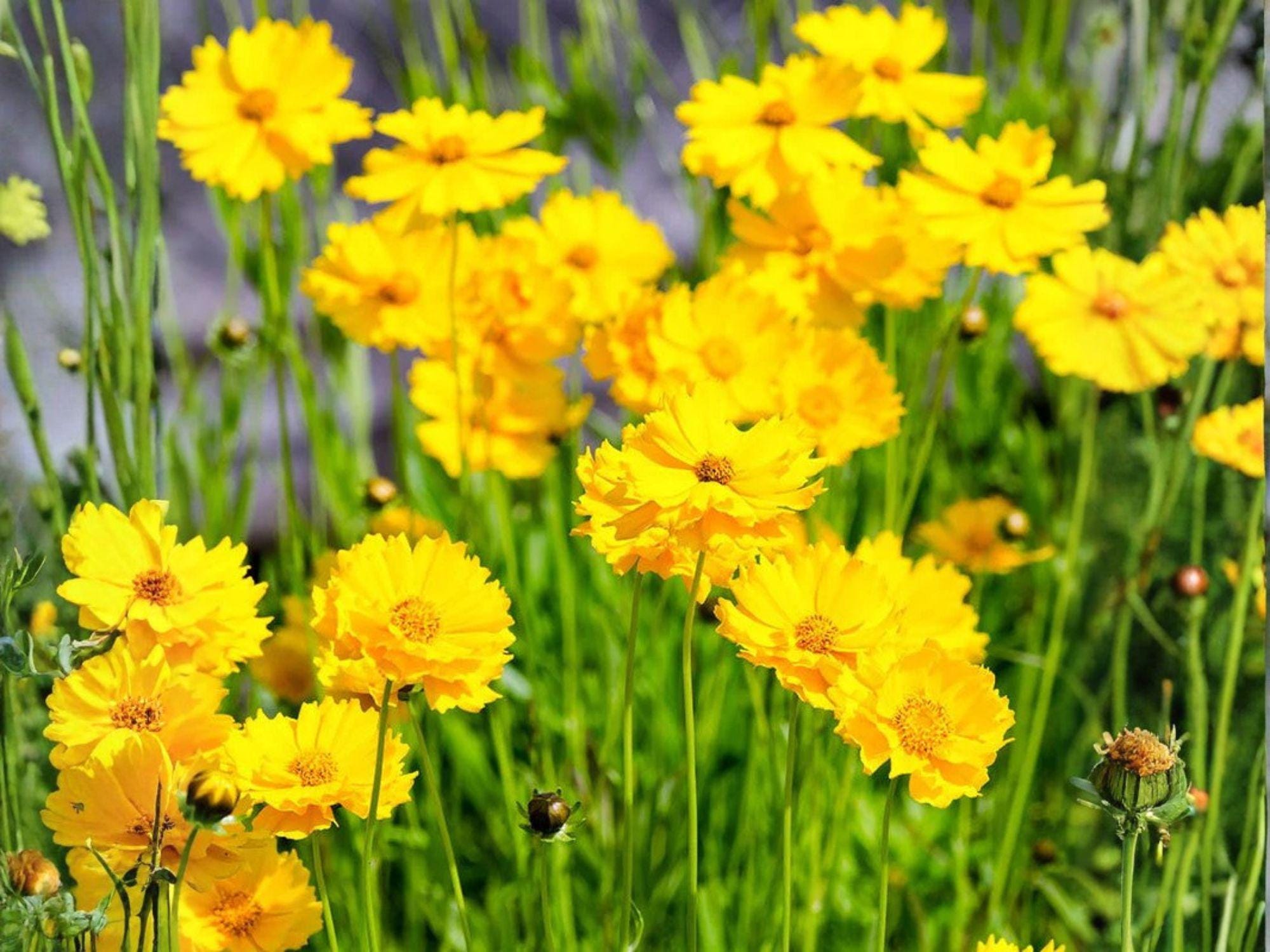 Dwarf Coreopsis Seeds | Bright Yellow Flowers | Lanceleaf Coreopsis (Coreopsis lanceolata) | Perennial Garden Plant