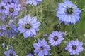Love in a Mist Seeds – Nigella damascena, Annual Flower for Garden Beds & Borders, Dried Arrangements