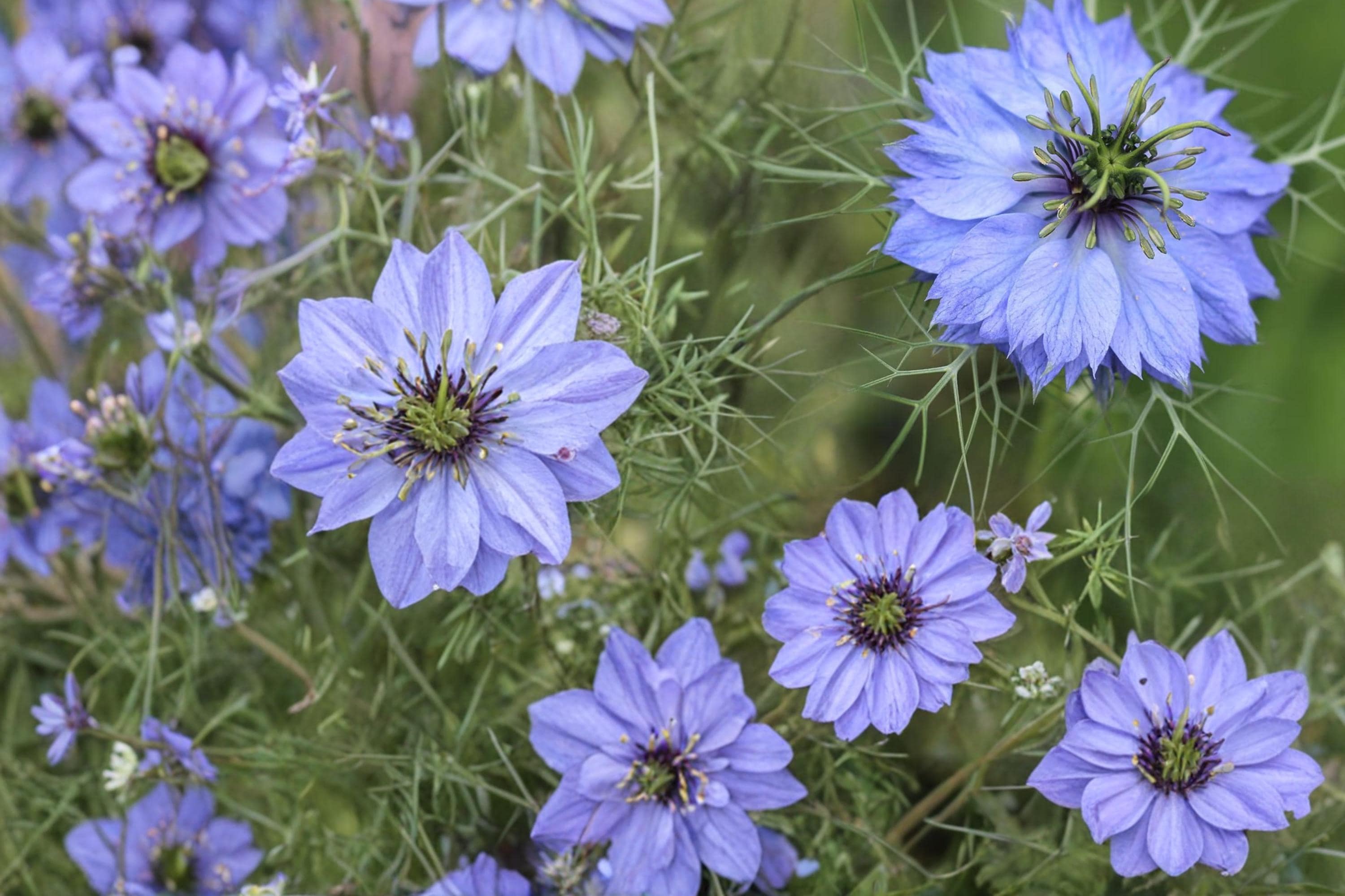 Love in a Mist Seeds – Nigella damascena, Annual Flower for Garden Beds & Borders, Dried Arrangements