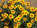 Dainty Marietta French Marigold Seeds – Tagetes patula, Bright Yellow & Red Center, Compact Annual Flower for Garden & Container Planting