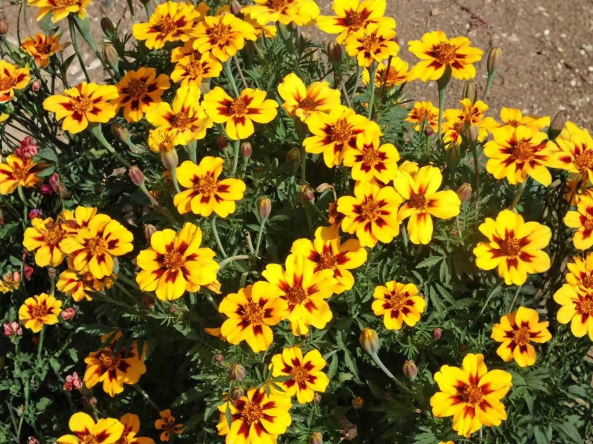 Dainty Marietta French Marigold Seeds – Tagetes patula, Bright Yellow & Red Center, Compact Annual Flower for Garden & Container Planting