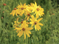Yellow Crownbeard Seeds – Verbesina helianthoides Flower for Garden Beds & Natural Landscaping – 30 Seeds