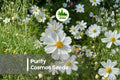 200+ Purity Cosmos Seeds | White Daisy Flowers | Cosmos bipinnatus | Cottage Garden, Border, Cut-Flower
