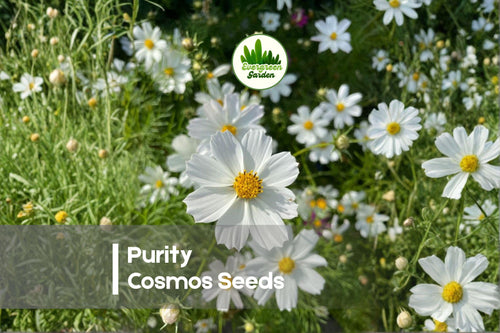 200+ Purity Cosmos Seeds | White Daisy Flowers | Cosmos bipinnatus | Cottage Garden, Border, Cut-Flower