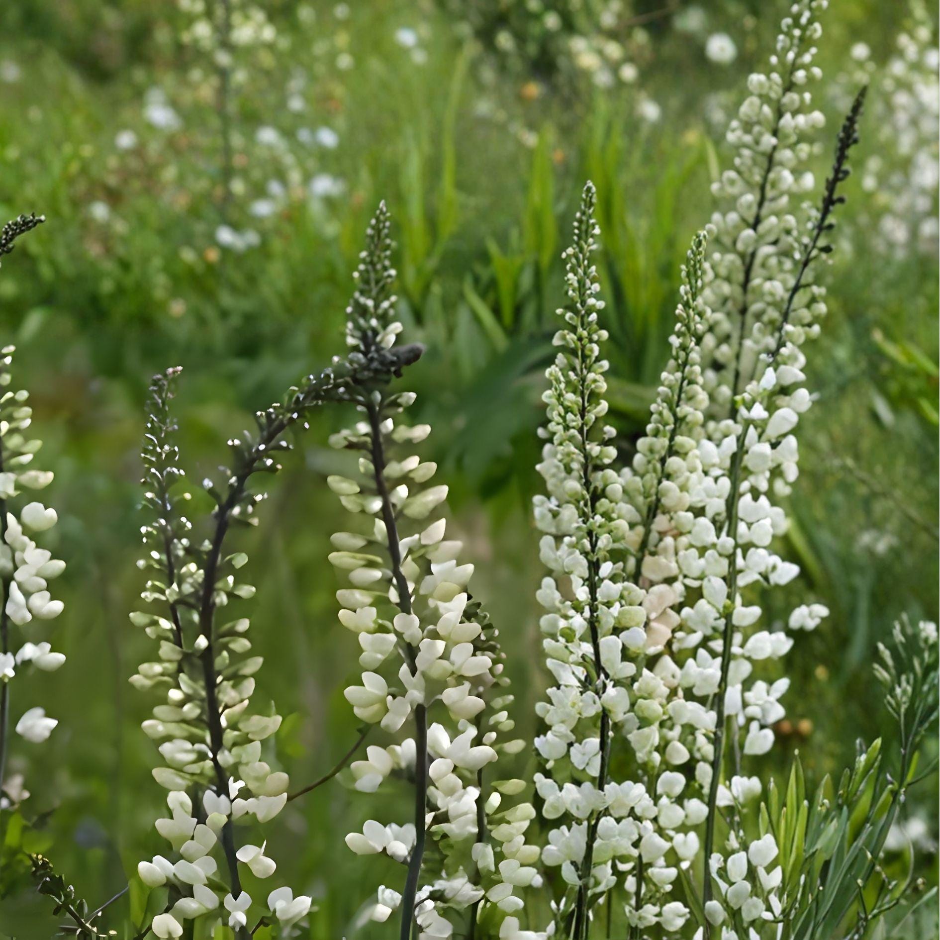 White Wild Indigo Seeds | Baptisia Alba Native Perennial Flowering Plant | 15 Seeds for Pollinator Garden