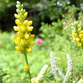 Yellow Wild Indigo Seeds | Baptisia tinctoria Native Perennial for Pollinator Gardens, Prairie Plantings, Drought-Tolerant Landscaping