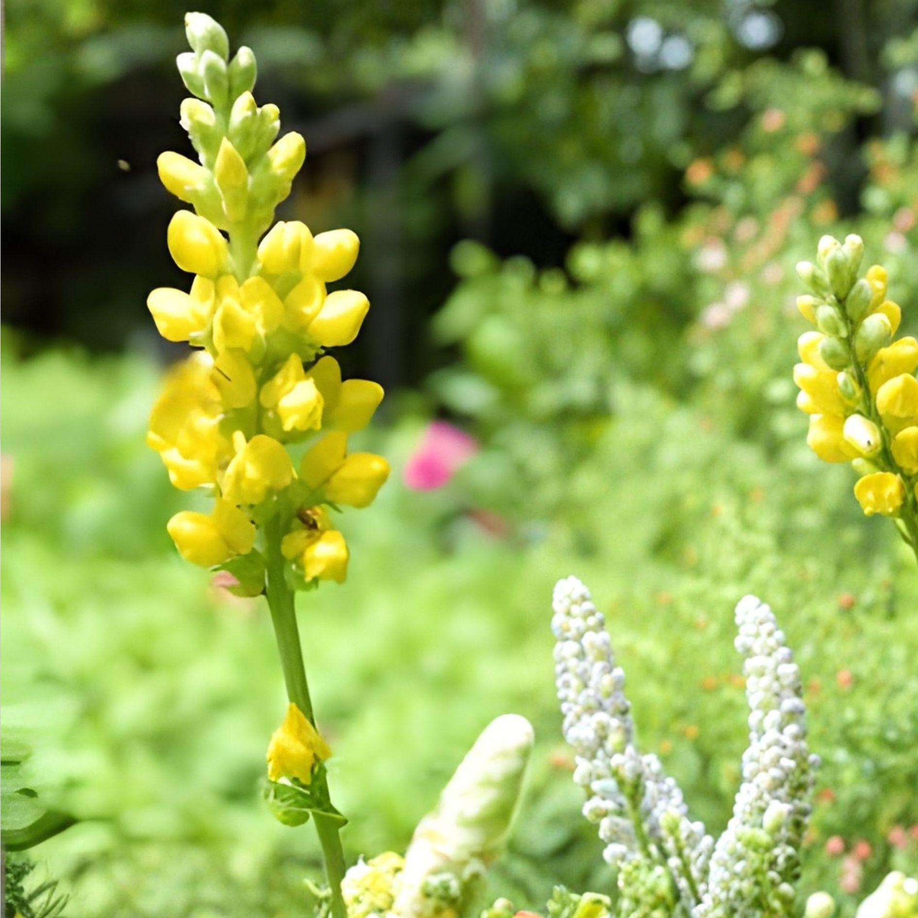 Yellow Wild Indigo Seeds | Baptisia tinctoria Native Perennial for Pollinator Gardens, Prairie Plantings, Drought-Tolerant Landscaping