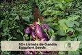 Listada de Gandia Eggplant Seeds – Heirloom Striped Eggplant, Solanum melongena, White with Purple Stripes, Bushy Plant, 50+ Seeds