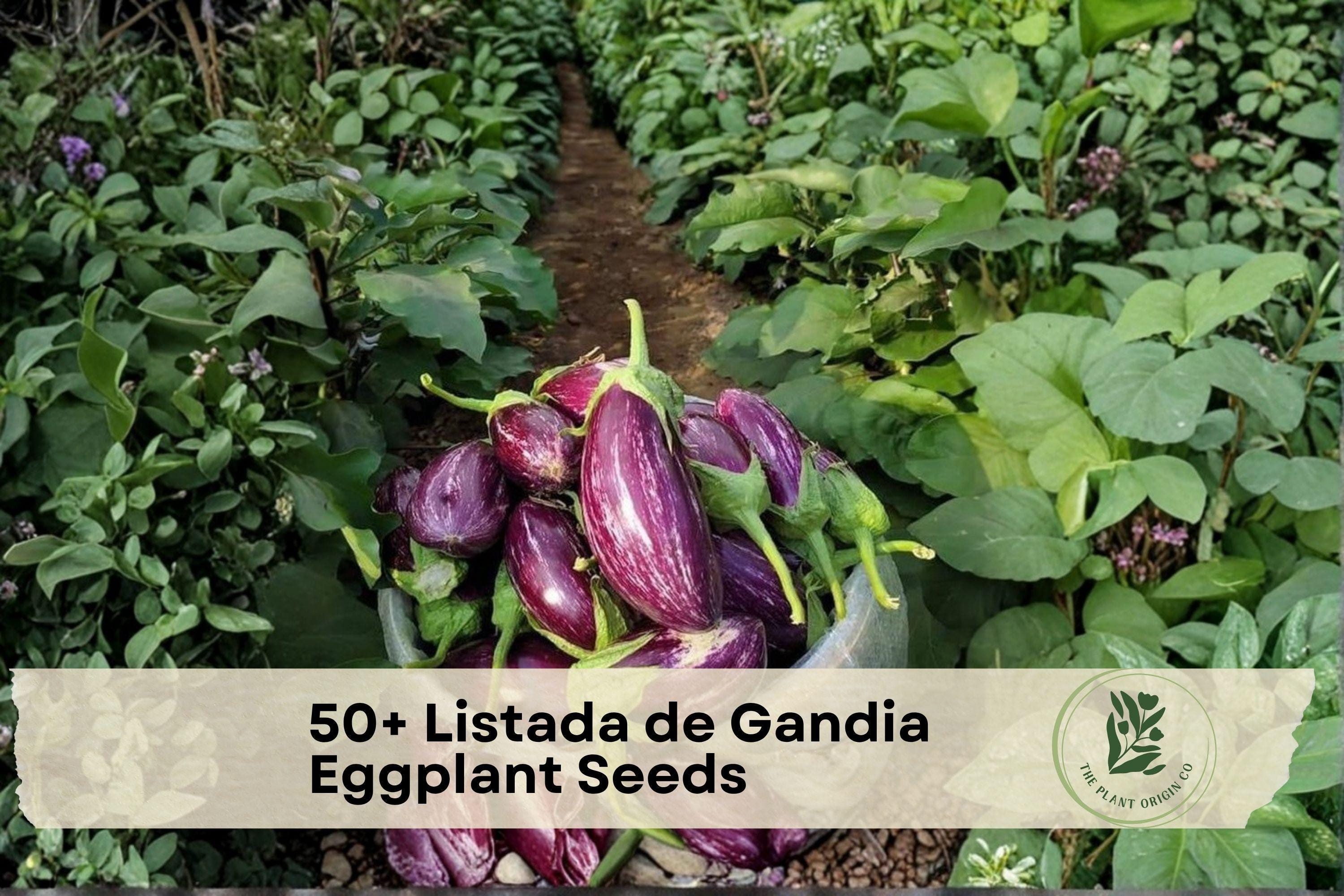 Listada de Gandia Eggplant Seeds – Heirloom Striped Eggplant, Solanum melongena, White with Purple Stripes, Bushy Plant, 50+ Seeds