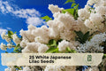 White Japanese Lilac Tree Seeds - Syringa reticulata, Ornamental Flowering Tree for Garden & Landscape