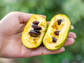 Pawpaw Tree Plant – Bare Root 12–24 Inch – Edible Fruit, Asimina triloba, Native North American Fruit Tree