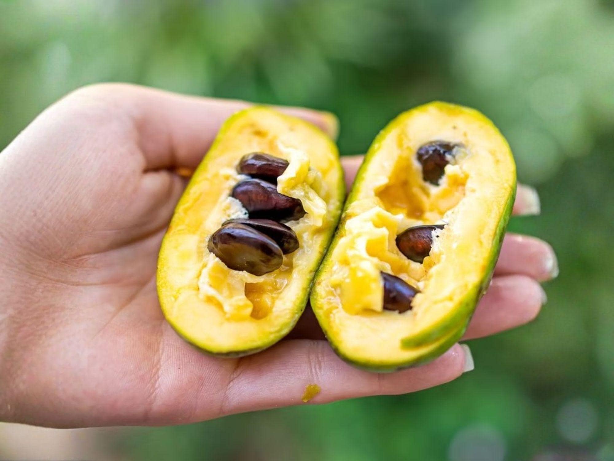 Pawpaw Tree Plant – Bare Root 12–24 Inch – Edible Fruit, Asimina triloba, Native North American Fruit Tree