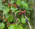 Dwarf Everbearing Mulberry Live Plants Set of 4 | Fast Growing Fruit Trees for Indoor & Outdoor | Morus alba