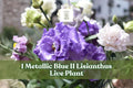Metallic Blue Lisianthus Live Plant Plug - Eustoma grandiflorum Celeb Series for Cut Flowers & Containers