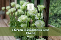 Green Lisianthus Live Plant Plug | Eustoma grandiflorum | Celeb Series | Green Flower