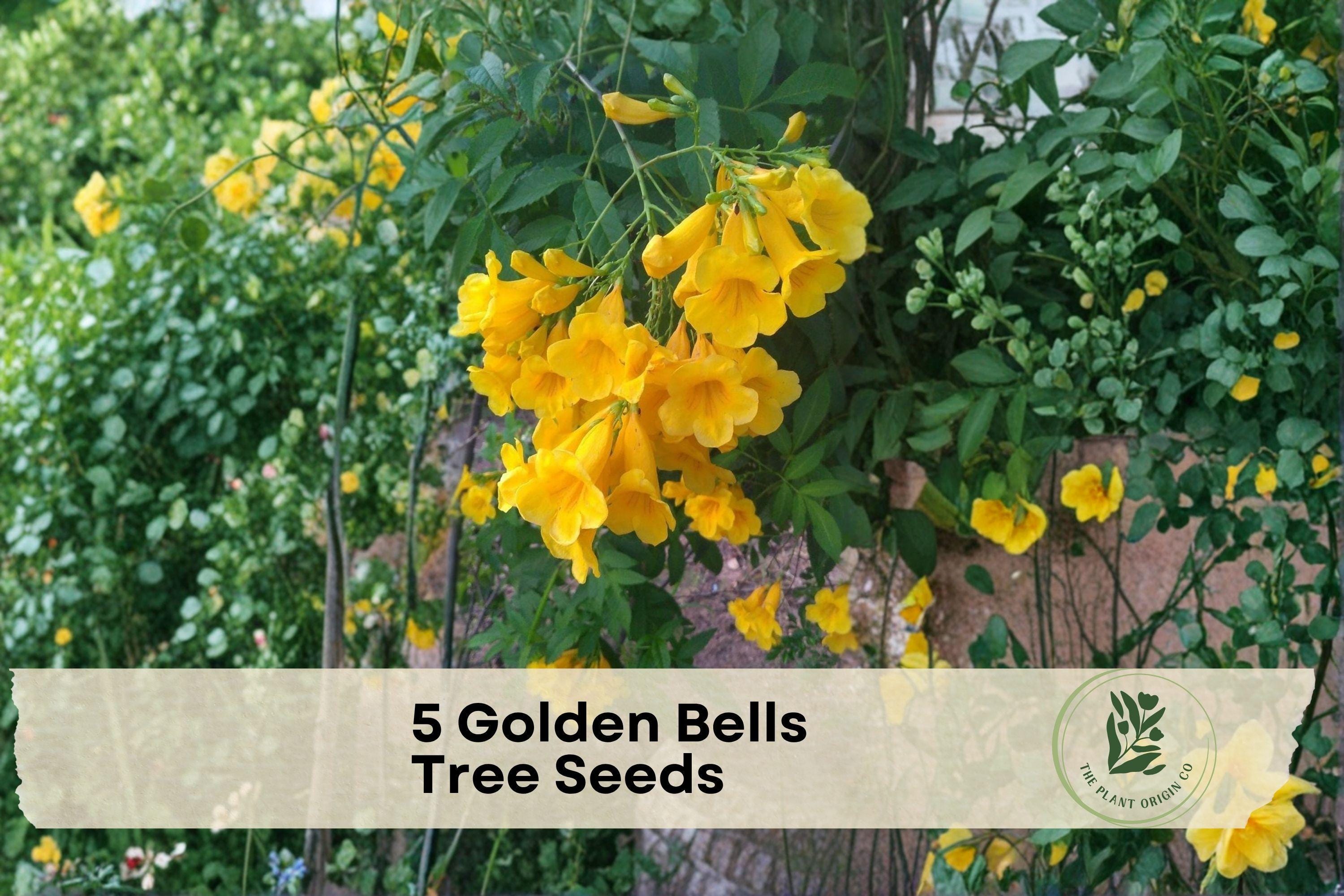 Golden Bells Tree Seeds - Mayodendron igneum, Ornamental Flowering Tree with Bright Orange Bell-Shaped Flowers, Garden Plant Seeds
