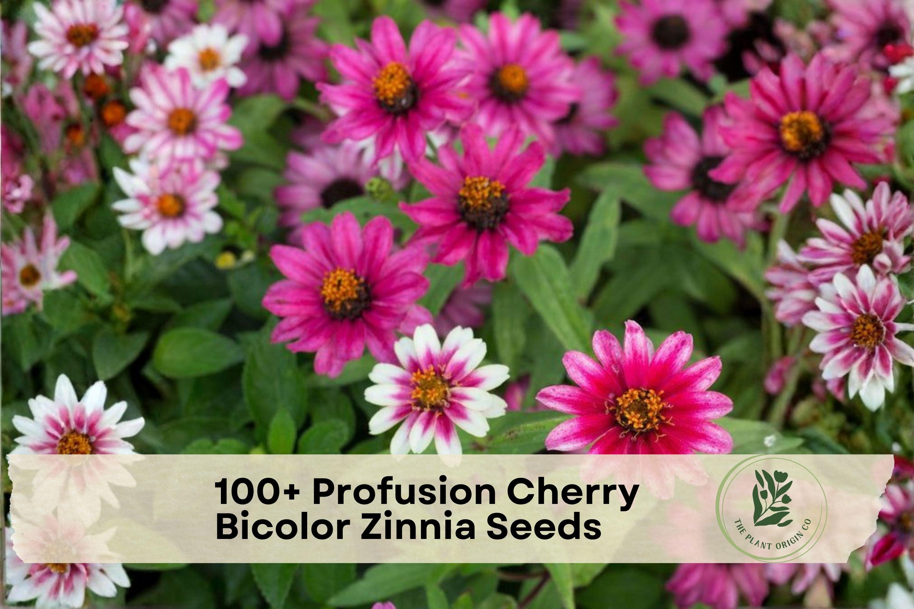 100+ Mango Seeds for Growing Tropical Fruit Trees | Mangifera indica | Edible Fruit Plant