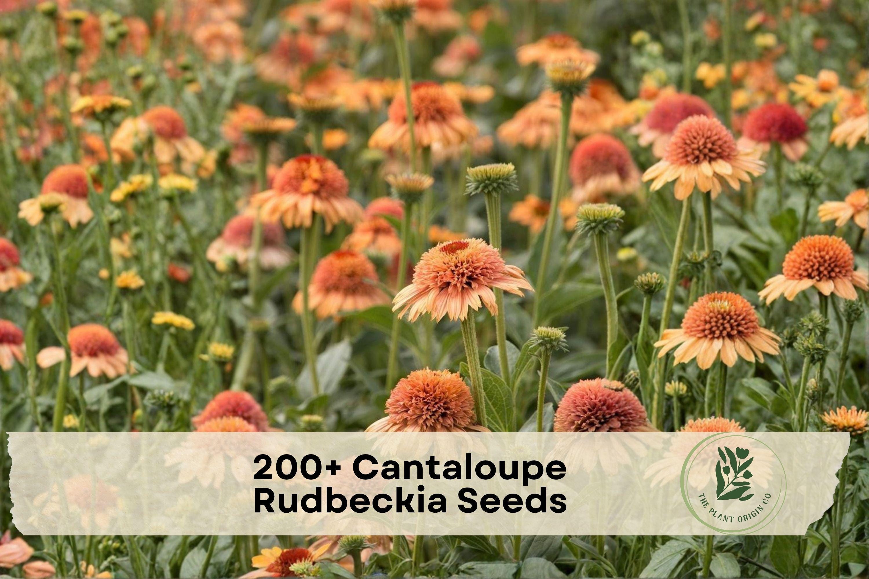 200+ Rudbeckia Seeds – Orange Daisy-Like Blooms, Full Sun, Garden Beds & Borders, Rudbeckia spp.