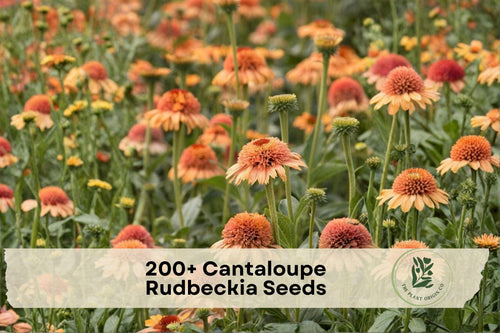 200+ Rudbeckia Seeds – Orange Daisy-Like Blooms, Full Sun, Garden Beds & Borders, Rudbeckia spp.