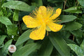 500 Great St Johns Wort Seeds – Hypericum pyramidatum Native Wildflower for Pollinators, Bright Yellow, Perennial Plant