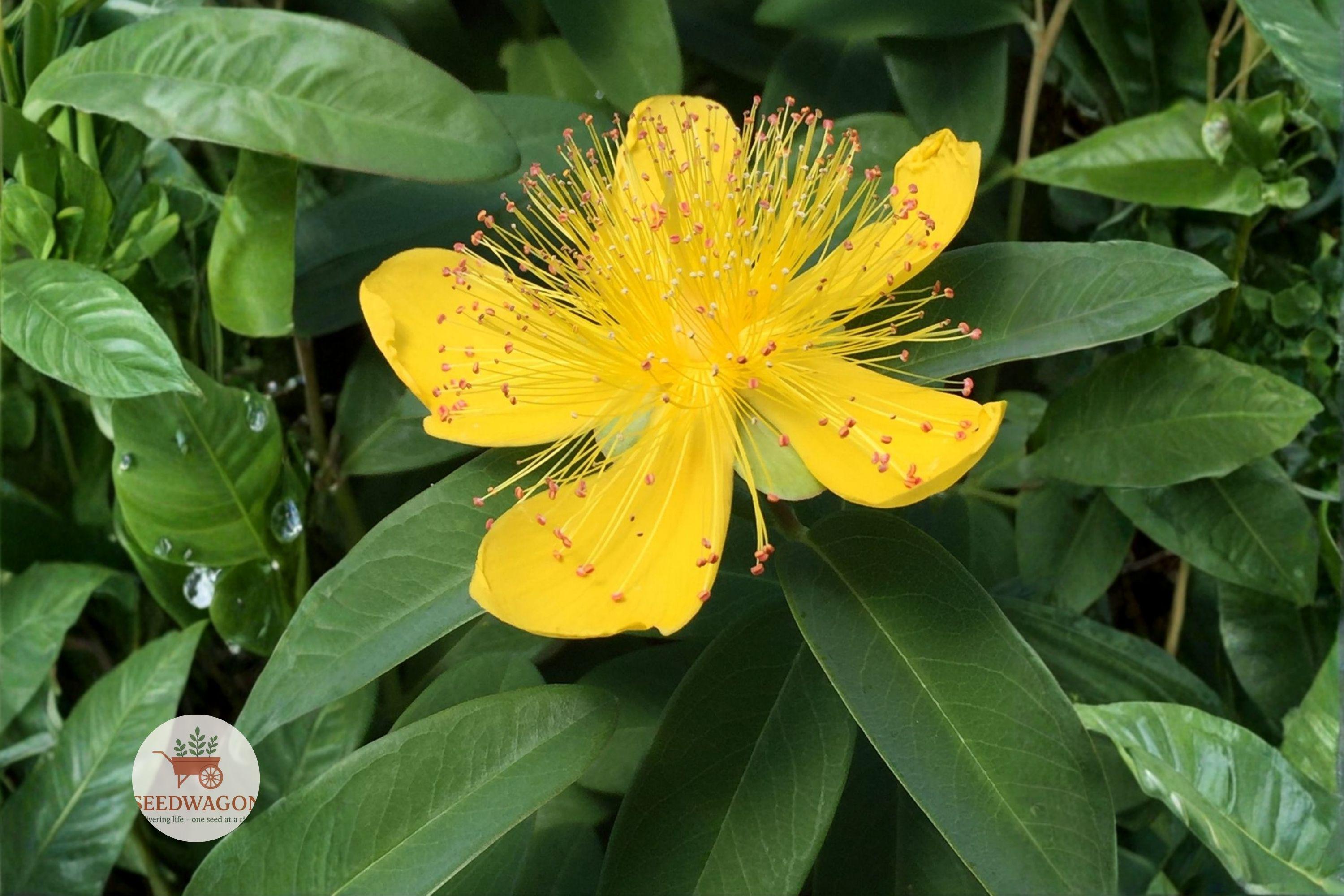 500 Great St Johns Wort Seeds – Hypericum pyramidatum Native Wildflower for Pollinators, Bright Yellow, Perennial Plant