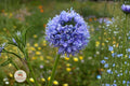 Globe Gilia Seeds 100 – Gilia capitata Bluehead Wildflower Native Pollinator Plant for Gardens & Meadows